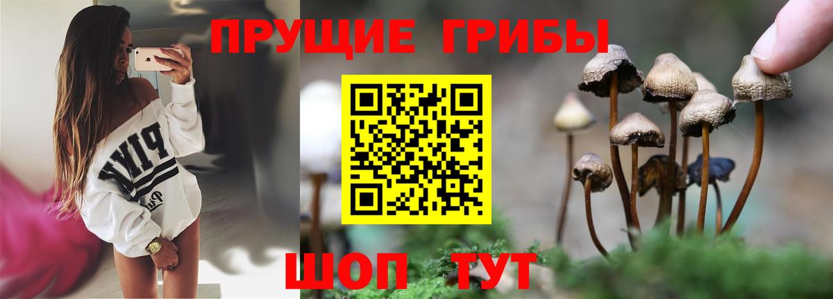 Белебей  Галлюциногенные грибы Cubensis  Вход с VPN 